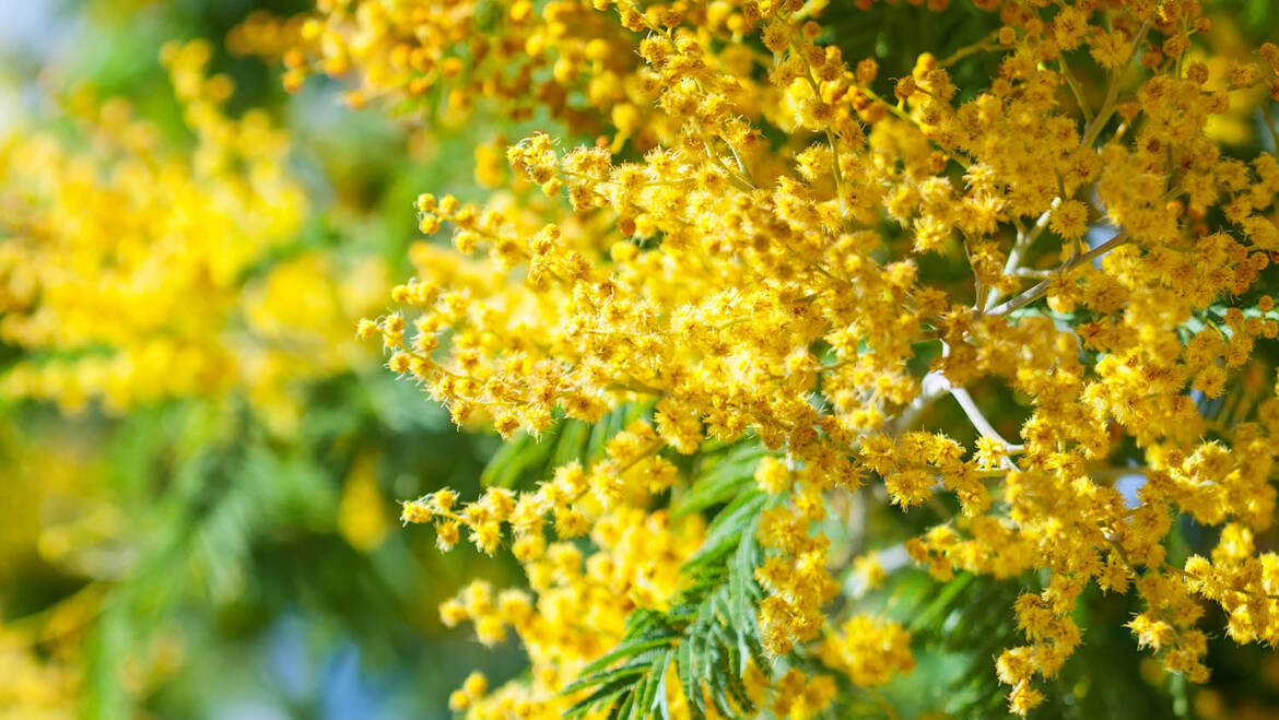 Miele di Acacia