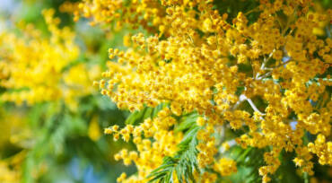 Miele di Acacia