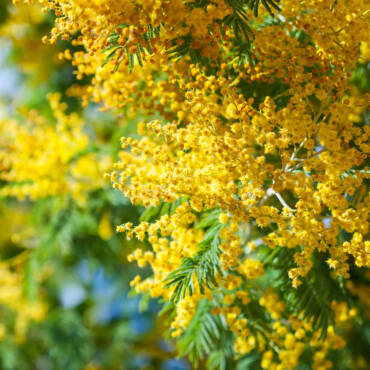 Miele di Acacia