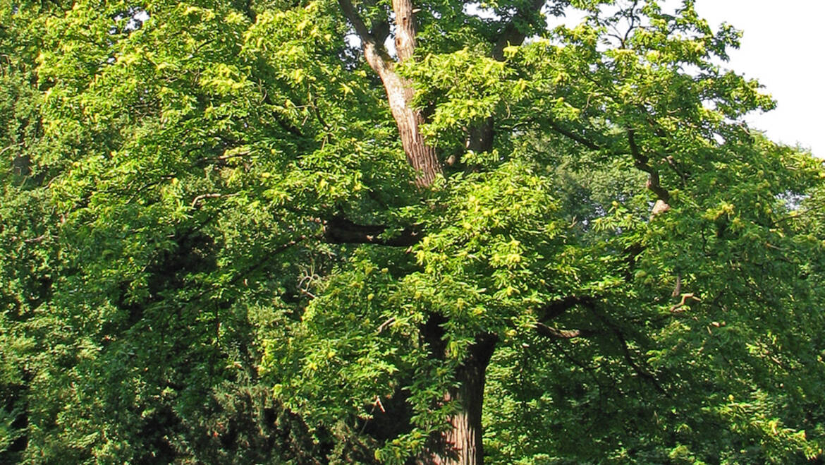 Miele di Castagno