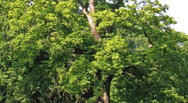 Miele di Castagno