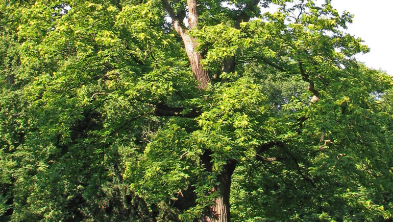 Miele di Castagno
